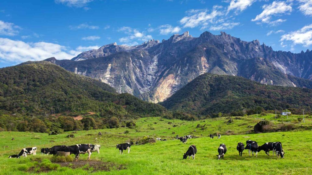pemandangan gunung kinabalu dari desa cattle dairy farm,kundasang